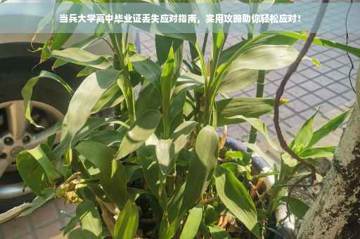 当兵大学高中毕业证丢失应对指南，实用攻略助你轻松应对！