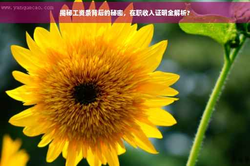 揭秘工资条背后的秘密，在职收入证明全解析?