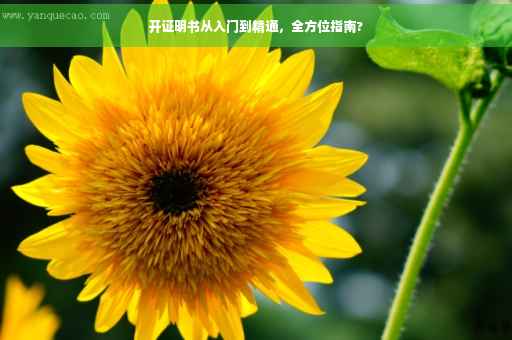 开证明书从入门到精通，全方位指南?