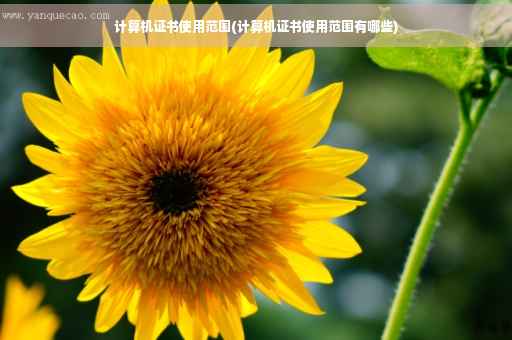 计算机证书使用范围(计算机证书使用范围有哪些)