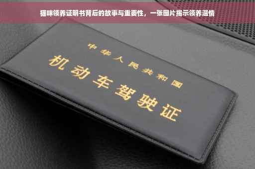 猫咪领养证明书背后的故事与重要性，一张图片揭示领养温情