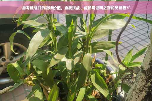 自考证明书的独特价值，自我挑战、成长与证明之路的见证者?✨