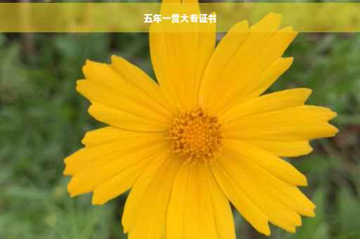 五年一贯大专证书
