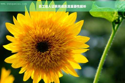 员工收入证明用途及其重要性解析