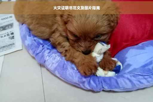 火灾证明书范文及图片指南