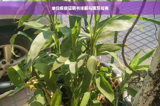 单位疾病证明书详解与撰写指南