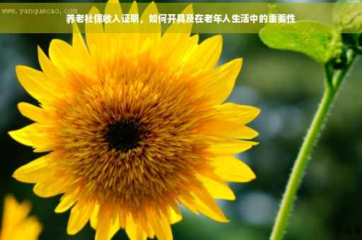 养老社保收入证明，如何开具及在老年人生活中的重要性