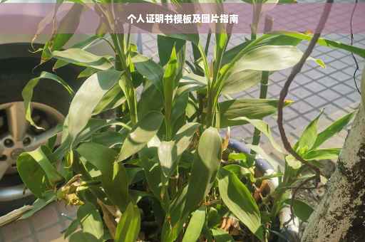 个人证明书模板及图片指南