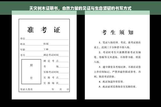 天灾树木证明书，自然力量的见证与生命坚韧的书写方式