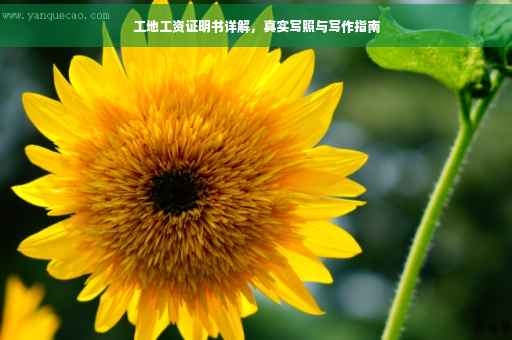 工地工资证明书详解，真实写照与写作指南
