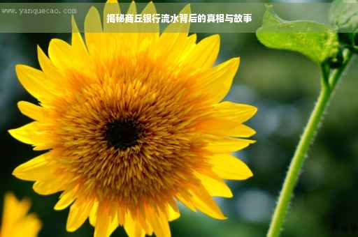 揭秘商丘银行流水背后的真相与故事
