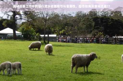 揭秘巡察工作中的银行流水核查细节与重要性，操作指南及查询流程??