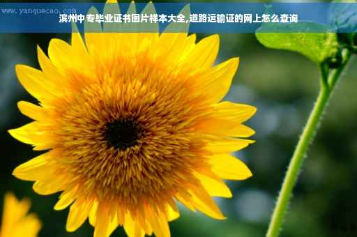 滨州中专毕业证书图片样本大全,道路运输证的网上怎么查询