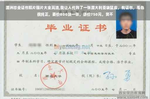 澳洲毕业证书照片图片大全高清,我让人代购了一张澳大利亚袋鼠皮，有证书，毛色很纯正，要价800块一张，讲价750元，贵不