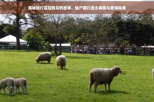 揭秘银行监控背后的故事，储户银行流水真相与查询指南