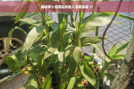 揭秘萝卜章背后的收入证明真相 ??