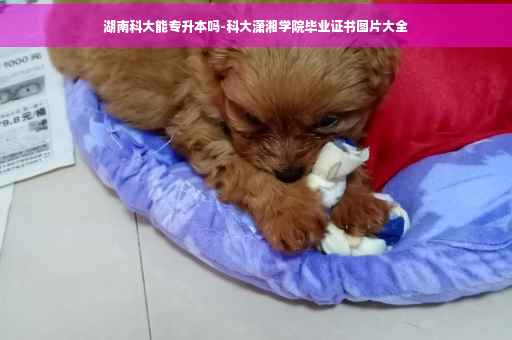 湖南科大能专升本吗-科大潇湘学院毕业证书图片大全
