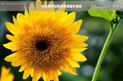 电车事故证明书及其图片概览