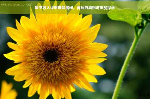 留学收入证明难题揭秘，背后的真相与挑战探索