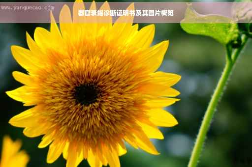 器官衰竭诊断证明书及其图片概览