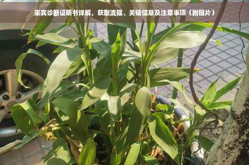 来宾诊断证明书详解，获取流程、关键信息及注意事项（附图片）
