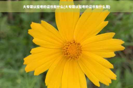 大专建议报考的证书有什么(大专建议报考的证书有什么用)