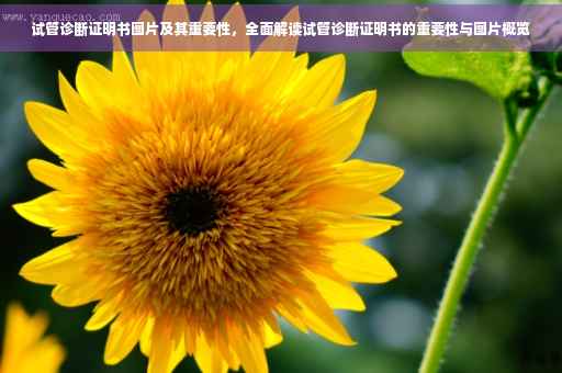 试管诊断证明书图片及其重要性，全面解读试管诊断证明书的重要性与图片概览