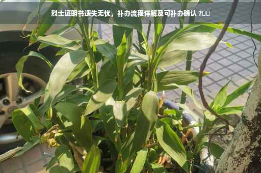 烈士证明书遗失无忧，补办流程详解及可补办确认 ?⚡️