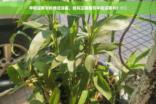 学校证明书的格式详解，如何正确撰写学校证明书？?⚡️