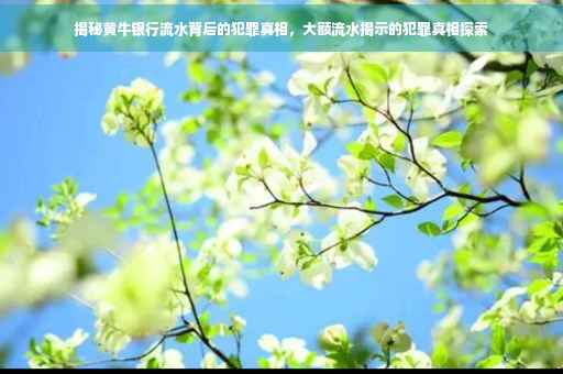 揭秘黄牛银行流水背后的犯罪真相，大额流水揭示的犯罪真相探索