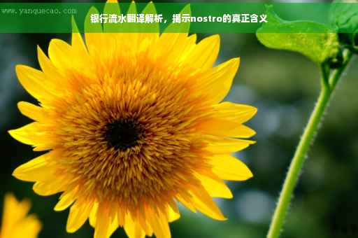银行流水翻译解析，揭示nostro的真正含义