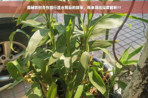 揭秘农村合作银行流水背后的故事，账单导出深度解析??