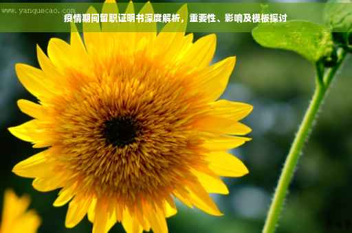 疫情期间留职证明书深度解析，重要性、影响及模板探讨