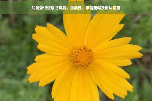 船舶登记证明书详解，重要性、申请流程及图片指南