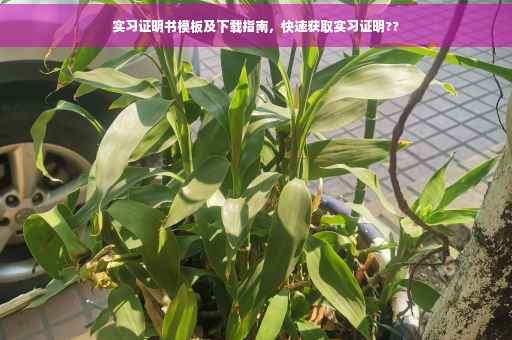 实习证明书模板及下载指南，快速获取实习证明??