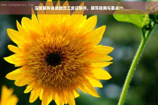 深度解析自愿放弃工资证明书，撰写指南与要点??