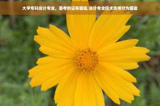 大学专科会计专业，要考的证有哪些,会计专业技术资格分为哪些
