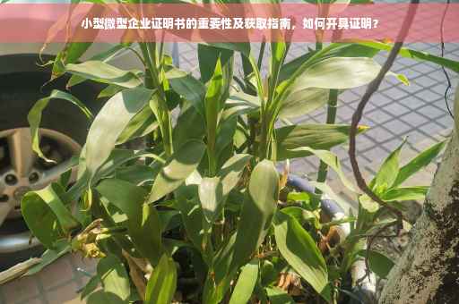 小型微型企业证明书的重要性及获取指南，如何开具证明？