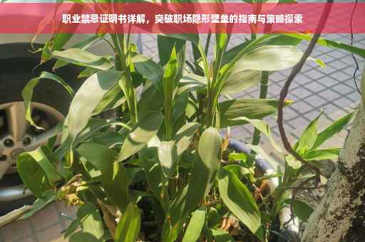 职业禁忌证明书详解，突破职场隐形壁垒的指南与策略探索