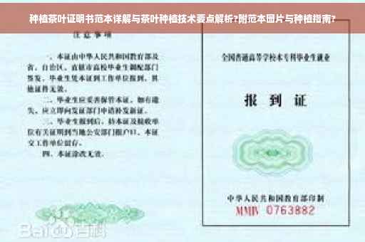 种植茶叶证明书范本详解与茶叶种植技术要点解析?附范本图片与种植指南?