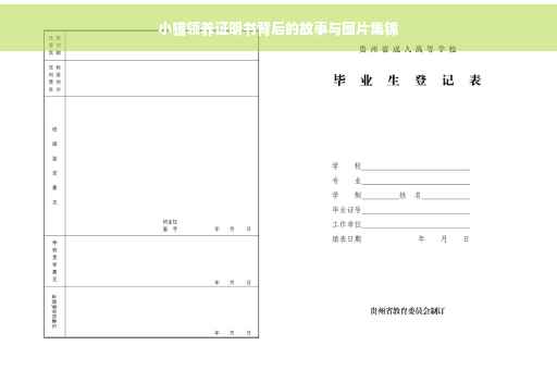 小猫领养证明书背后的故事与图片集锦
