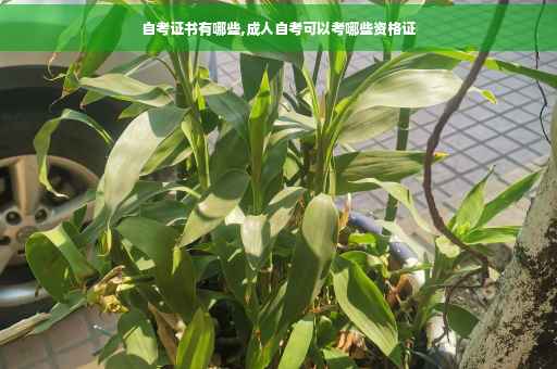 自考证书有哪些,成人自考可以考哪些资格证