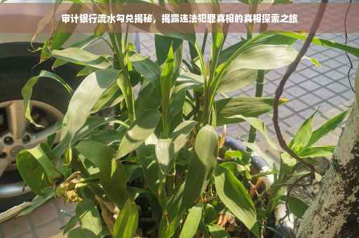 审计银行流水勾兑揭秘，揭露违法犯罪真相的真相探索之旅