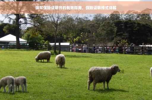 撰写保险证明书的有效指南，保险证明格式详解