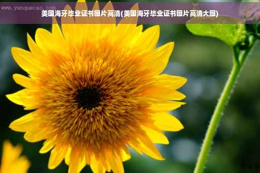 美国海牙毕业证书图片高清(美国海牙毕业证书图片高清大图)