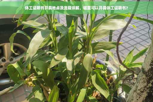 休工证明书开具地点及流程详解，哪里可以开具休工证明书？