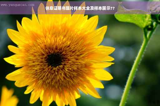 休息证明书图片样本大全及样本展示??