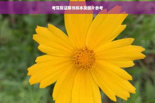 考驾照证明书样本及图片参考