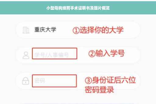 小型母狗绝育手术证明书及图片概览
