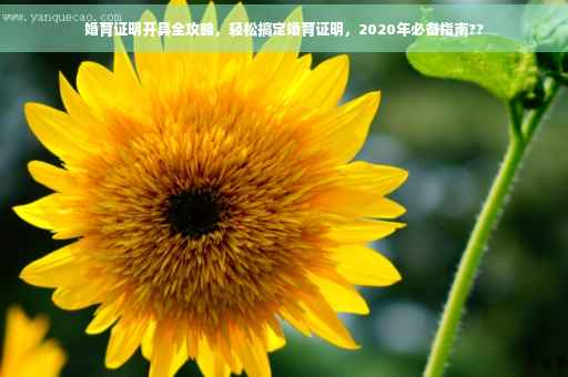 婚育证明开具全攻略，轻松搞定婚育证明，2020年必备指南??